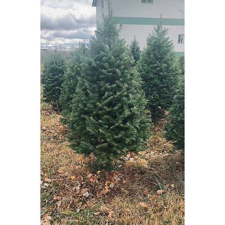 Discount 4 ft. Fresh Cut Balsam Fir Christmas Tree Christmas Trees