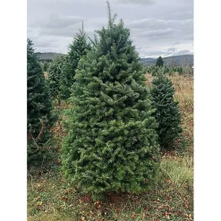 Outlet 5 ft. Fresh Cut Balsam Fir Christmas Tree Christmas Trees