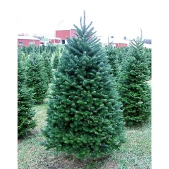 Sale 6 ft. Fresh Cut Balsam Fir Christmas Tree Christmas Trees