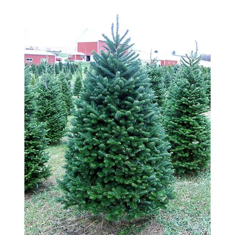 Sale 6 ft. Fresh Cut Balsam Fir Christmas Tree Christmas Trees