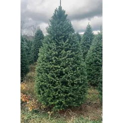 Hot 7 ft. Fresh Cut Balsam Fir Christmas Tree Christmas Trees