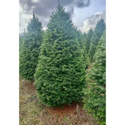 Outlet 7 ft. Fresh Cut Balsam-Fraser Fir Christmas Tree Christmas Trees