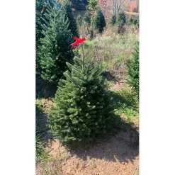 Hot 5 ft. Fresh Cut Fraser Fir Christmas Tree Christmas Trees