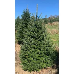 Sale 6 ft. Fresh Cut Fraser Fir Christmas Tree Christmas Trees