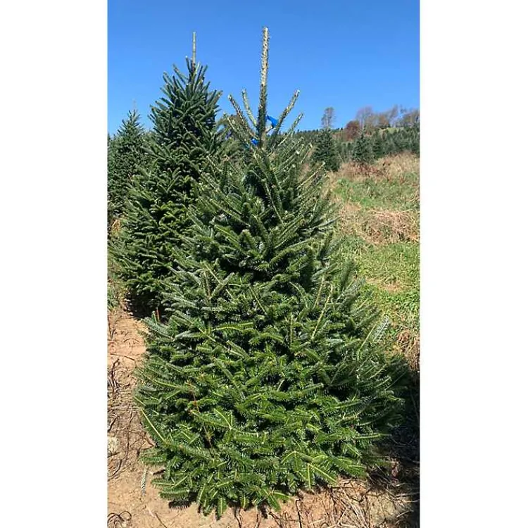 Sale 6 ft. Fresh Cut Fraser Fir Christmas Tree Christmas Trees
