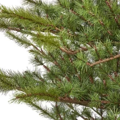 Discount 7 ft. Vancouver Mountain Pine Christmas Tree Christmas Trees