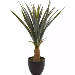 New Agave in Planter, 30 in. Trees & Topiaries