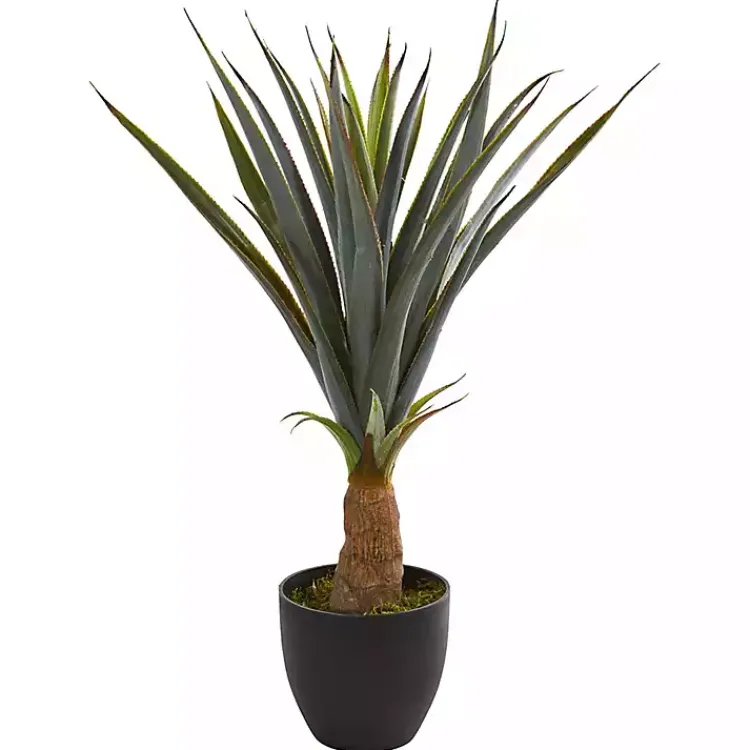 New Agave in Planter, 30 in. Trees & Topiaries