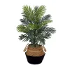Outlet Areca Palm Tree in Woven Basket DIY Kit, 3 ft. Trees & Topiaries