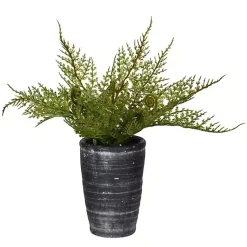 New Asparagus Fern in Tall Black Planter Arrangements & Greenery