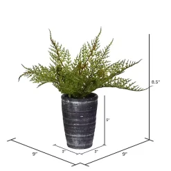 New Asparagus Fern in Tall Black Planter Arrangements & Greenery