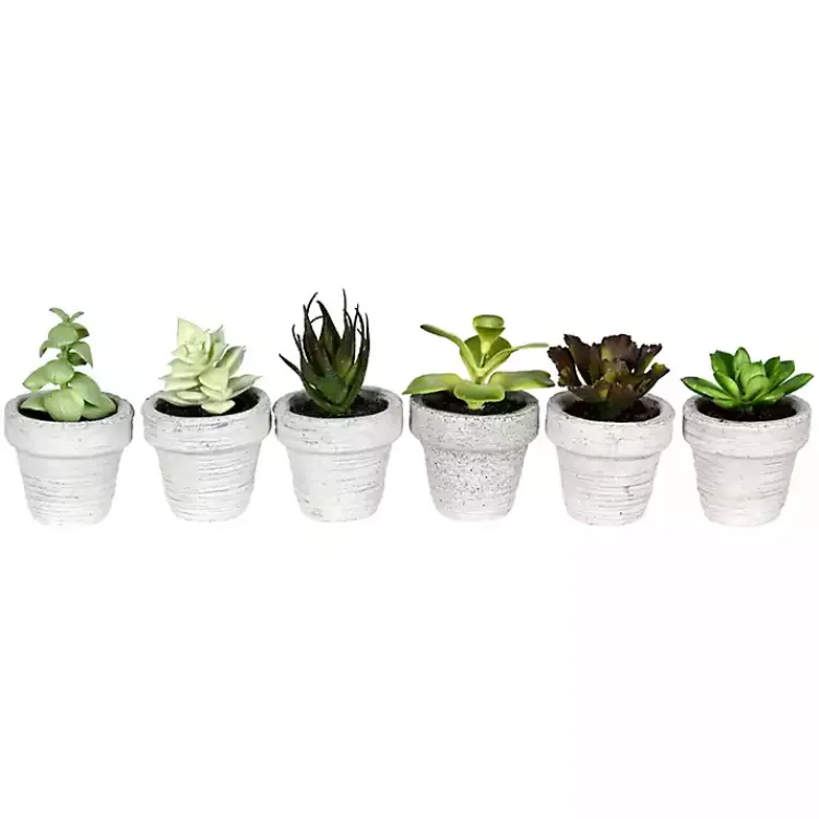 Outlet Assorted Potted Succulent Arrangements, Set of 6 Arrangements & Greenery