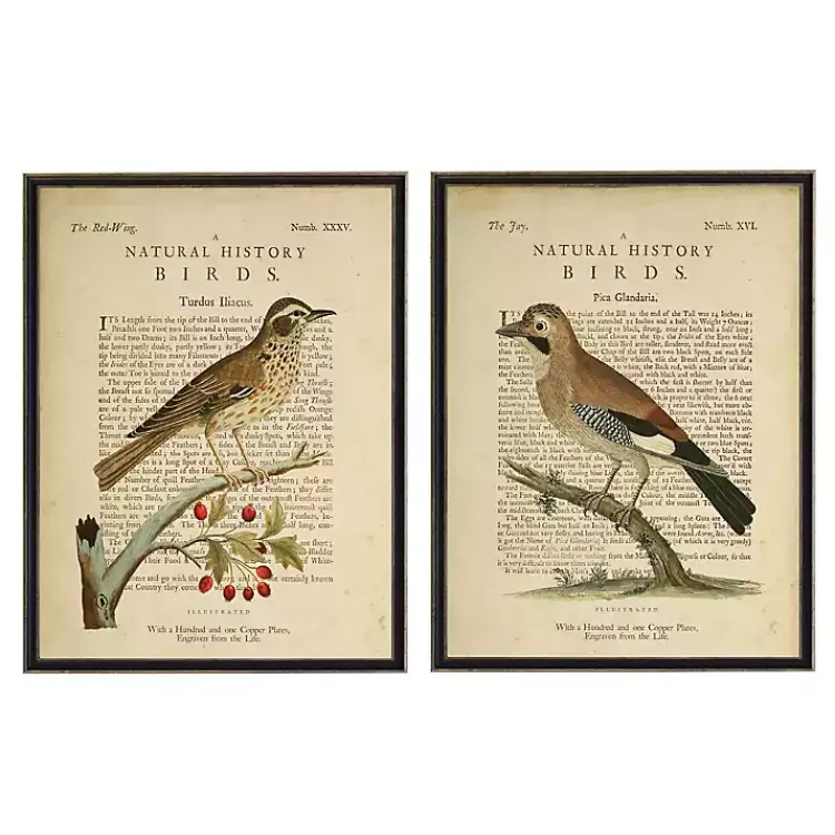 Kirklands Home Framed Art|Birds Diagram I Framed Art Prints, Set of 2 Ivory