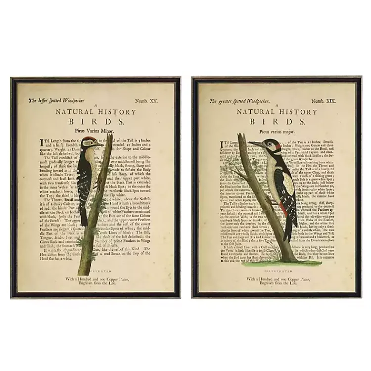 Kirklands Home Framed Art|Birds Diagram II Framed Art Prints, Set of 2 Ivory