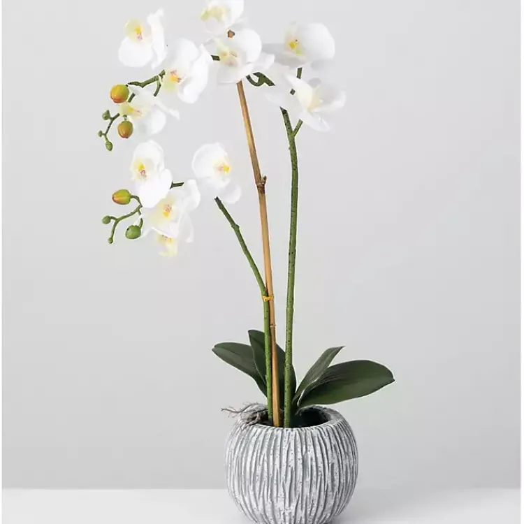 Online Blooming White Orchid Potted Floral Arrangement Arrangements & Greenery