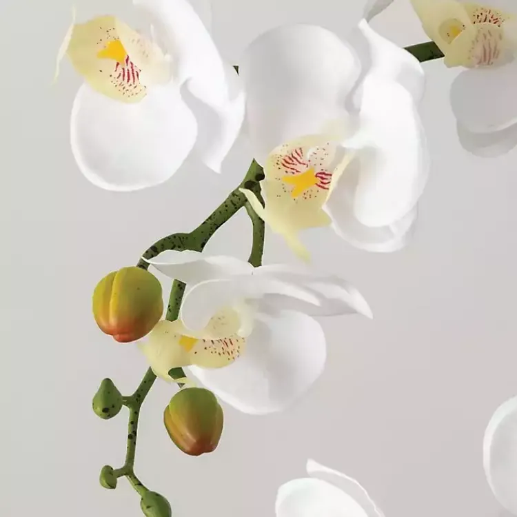 Online Blooming White Orchid Potted Floral Arrangement Arrangements & Greenery