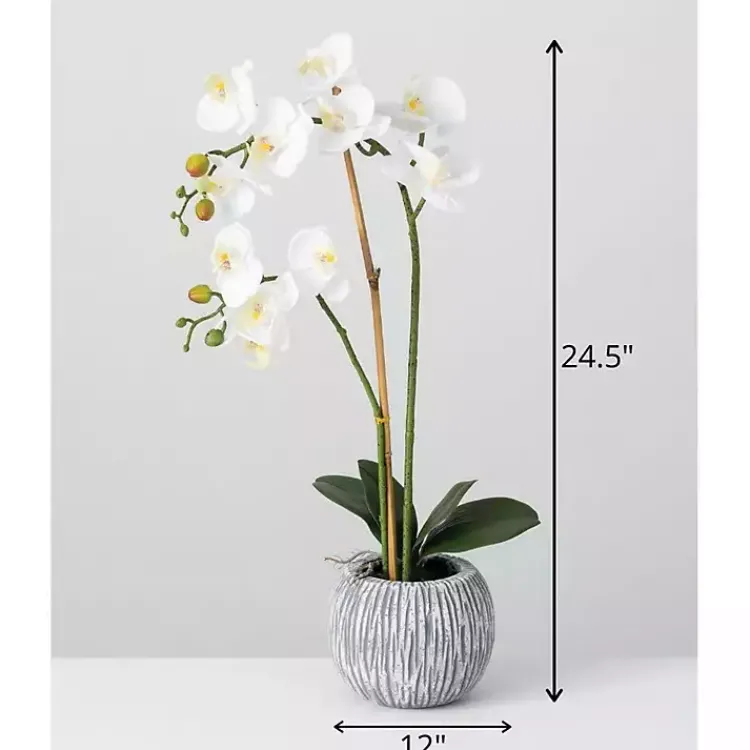 Online Blooming White Orchid Potted Floral Arrangement Arrangements & Greenery