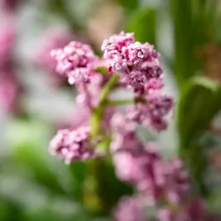 Hot Blush Berry and Leaf Stems, Set of 6 Stems & Bouquets