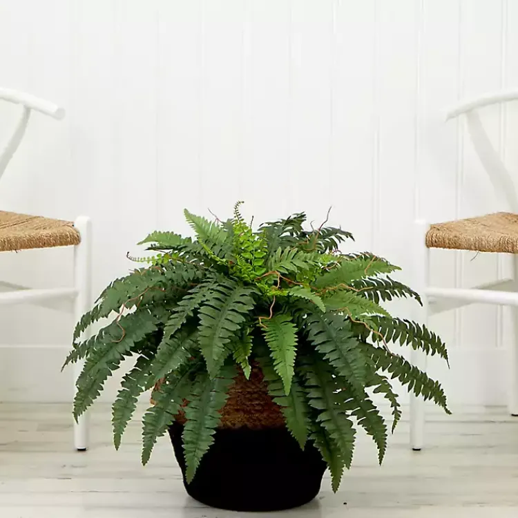 Clearance Boston Fern Arrangement in Woven Basket DIY Kit Arrangements & Greenery
