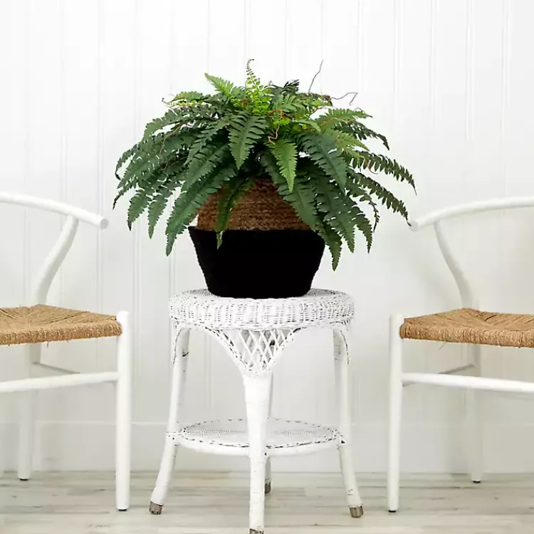 Clearance Boston Fern Arrangement in Woven Basket DIY Kit Arrangements & Greenery