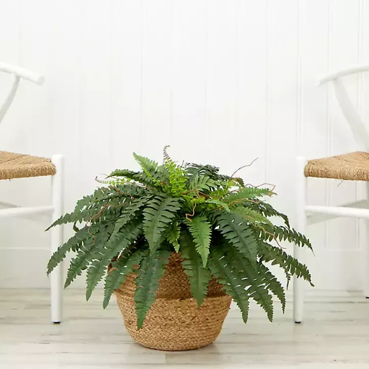 Clearance Boston Fern Arrangement in Brown Basket DIY Kit Arrangements & Greenery