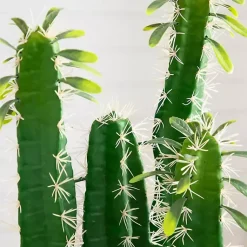 Cactus in Terracotta Planter Arrangements & Greenery