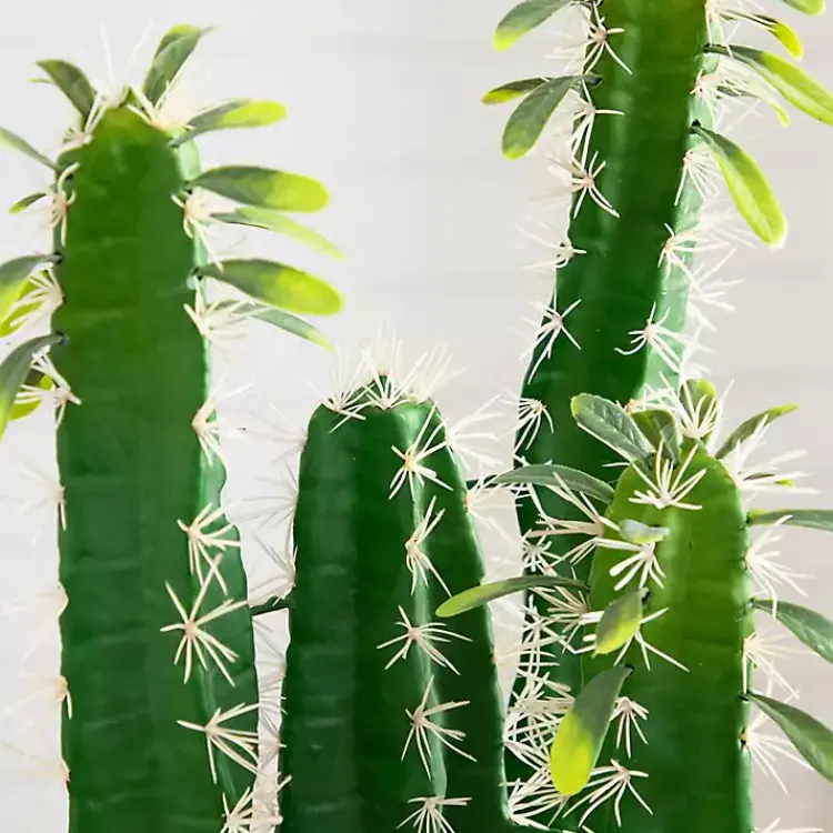Cactus in Terracotta Planter Arrangements & Greenery