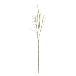 New Cream Foxtail Sprays, Set of 6 Stems & Bouquets