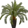 Discount Cycas Floor Plant in Tall Black Planter, 30 in. Trees & Topiaries