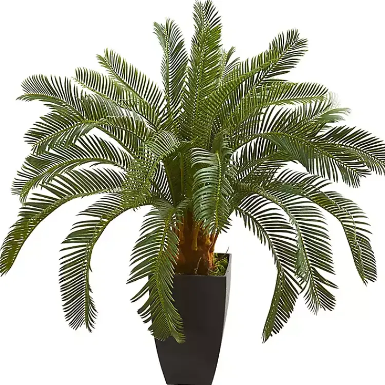 Discount Cycas Floor Plant in Tall Black Planter, 30 in. Trees & Topiaries