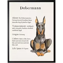 Kirklands Home Wall Quotes & Signs|Dobermann Facts Framed Wall Plaque