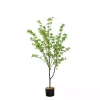 Hot Douban Tree in Black Pot, 5 ft. Trees & Topiaries