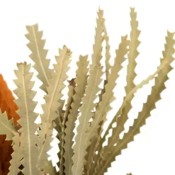 Outlet Fall Dried Jumbo Banksia Stems, Set of 3 Stems & Bouquets