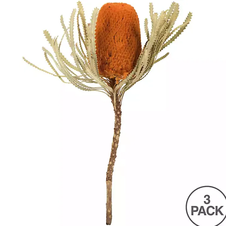 Outlet Fall Dried Jumbo Banksia Stems, Set of 3 Stems & Bouquets