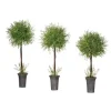 Feather Fern Topiaries, Set of 3 Trees & Topiaries