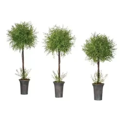 Feather Fern Topiaries, Set of 3 Trees & Topiaries