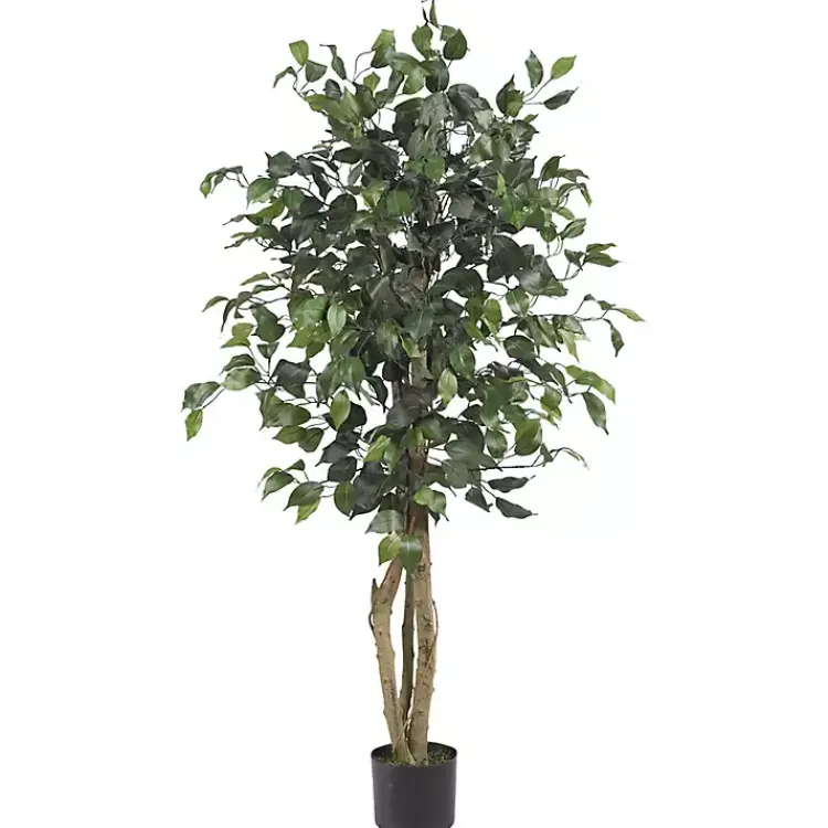 Outlet Ficus Silk Tree, 4 ft. Trees & Topiaries