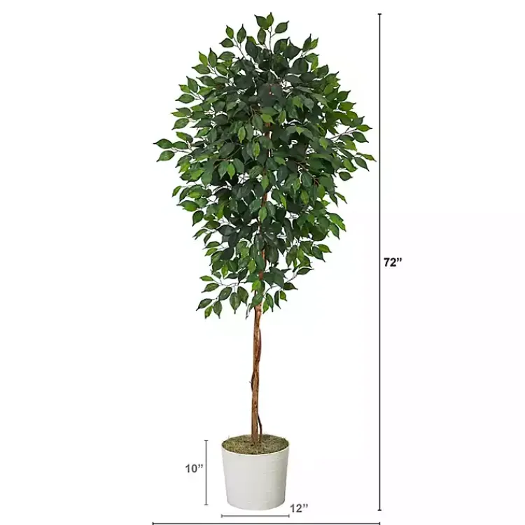 Best Ficus Tree with Moss in White Tin Planter Trees & Topiaries