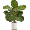 Discount Fiddle Leaf Fig in White Ceramic Planter, 21 in. Trees & Topiaries