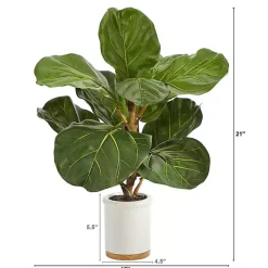 Discount Fiddle Leaf Fig in White Ceramic Planter, 21 in. Trees & Topiaries