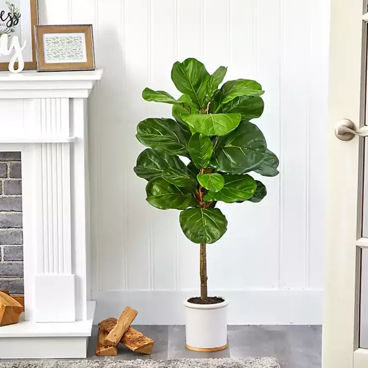 Best Fiddle Leaf Fig in White Ceramic Planter, 42 in. Trees & Topiaries