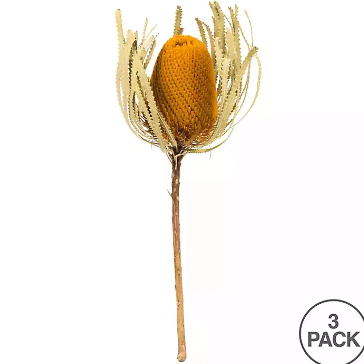 Online Dried Jumbo Banksia Stems, Set of 3 Stems & Bouquets