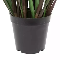 Grass and Eucalyptus Potted Plant Trees & Topiaries