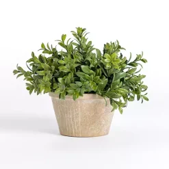 Boxwood Arrangement in Ceramic Pot Arrangements & Greenery