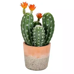 Clearance Cactus in Clay Pot, 14 in. Arrangements & Greenery