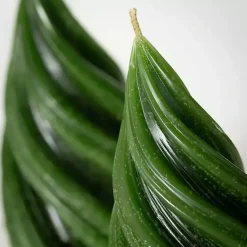 Best Christmas Tree Kitira Candles, Set of 2 Candles