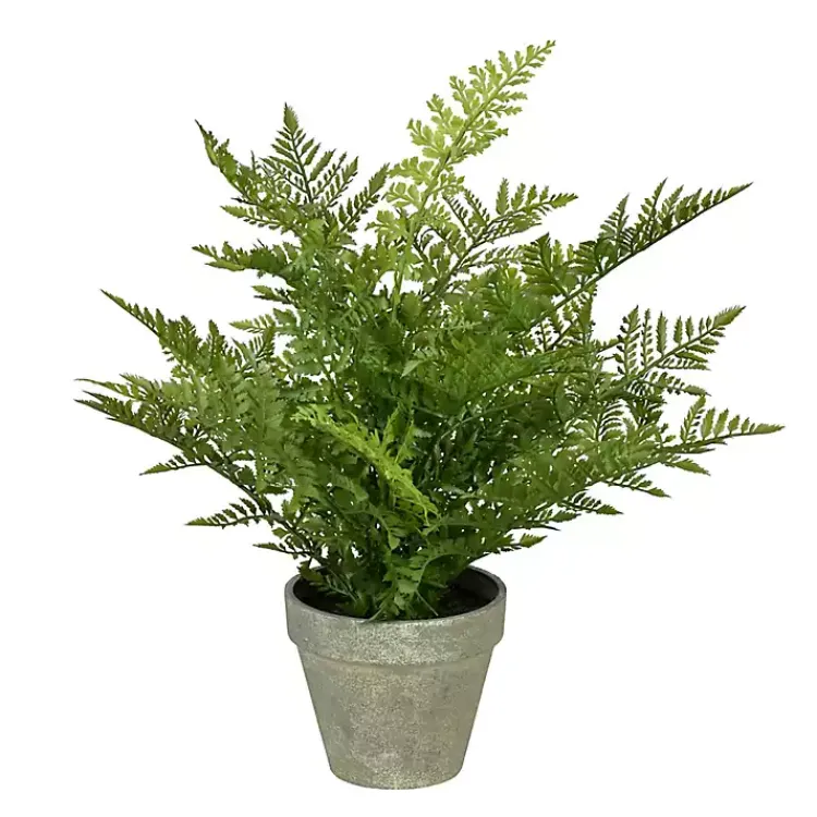 Discount Fern Arrangement in Paper Pot Arrangements & Greenery