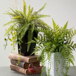 Fern Plant in Black Pot Trees & Topiaries