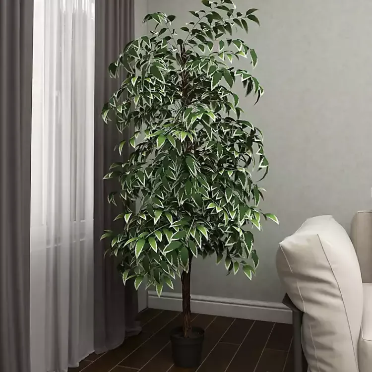 Discount Green Ficus Potted Tree, 73 in. Trees & Topiaries