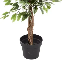 Discount Green Ficus Potted Tree, 73 in. Trees & Topiaries